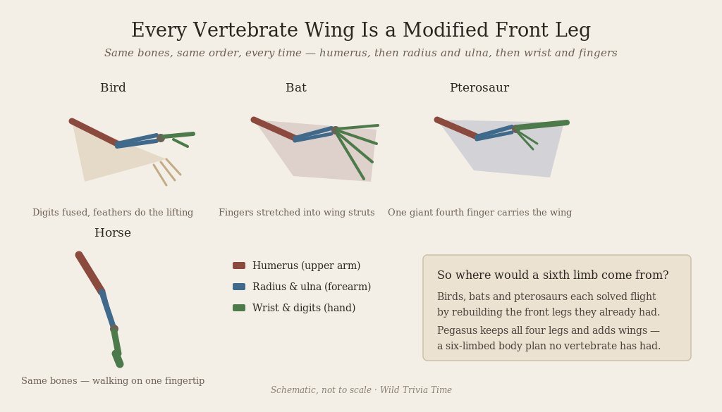 Schematic comparing the forelimb bones of a bird, bat, pterosaur and horse